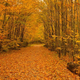 Illustration for article titled Shooting Challenge Fall Leaves Gallery 4